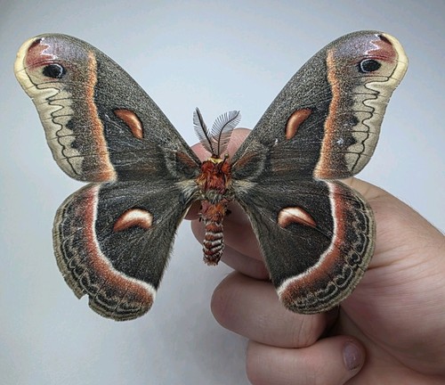 Hyalophora cecropia a2 - hyalophora, a-/a2