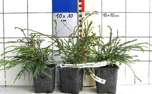 Thuja plicata kager - thuja, "kager`s