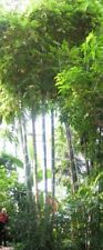 SAMEN Pflanzensamen Bambus Giganteus Balkonpflanze beliebt Klassiker dekorativ