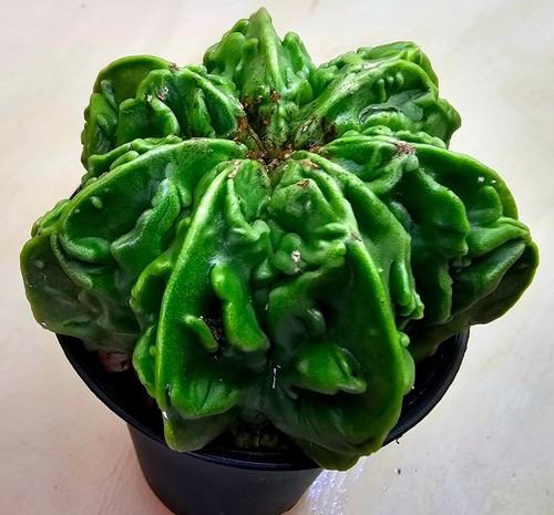 Ausgefallener astrophytum - ausgefallener,