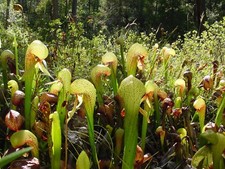 Darlingtonia californica COBRA