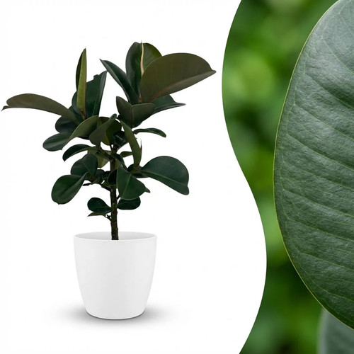 Ficus elastica cloe - elastica, 1