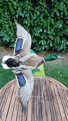 Wunderschöner erpel ente - wunderschöner,