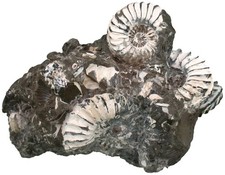 Lias  Pleuroceras spinatum