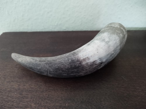 Rind ochse horn bauer - rind,, ochse,