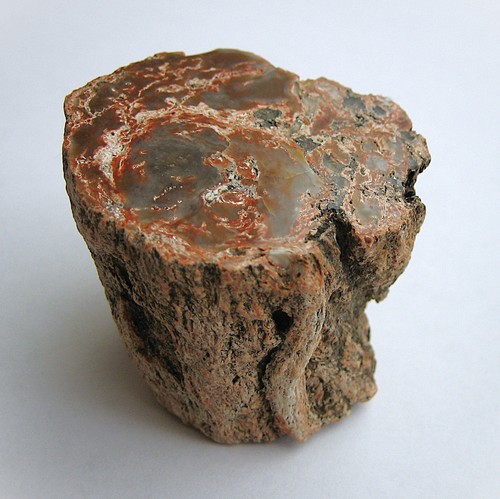 Versteinertes holz 2 cm - Ø,