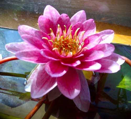 Nymphaea - (◕‿◕)\@,