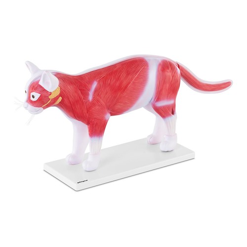 Katze modell anatomie - katze,