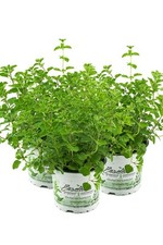 3er Set Oregano, frische Küchenkräuter Pflanze