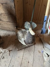 Ente Ausgestopft 80/90er