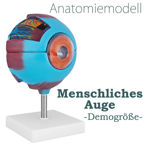 Modell menschliches auge - modell,