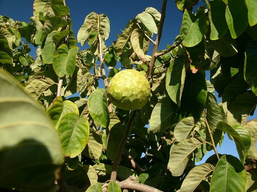 Cherimoya samen annona - 10, cherimoya-samen