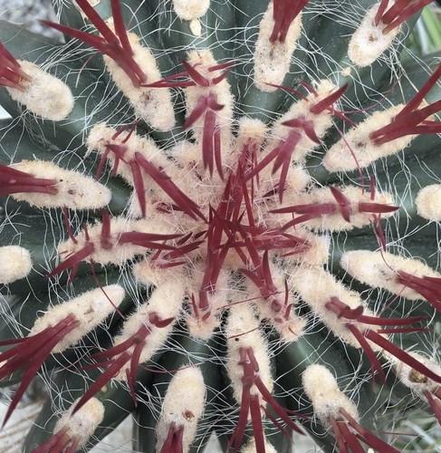 Ferocactus stainesii 50 - ferocactus,