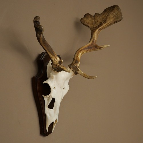 Damhirsch abnormes geweih - damhirsch,