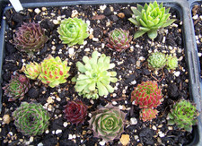 Sempervivum Hauswurz Dachwurz