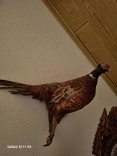 tierpräparat ausgestopfte