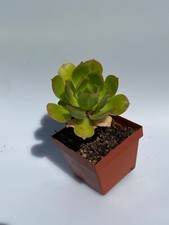 Aeonium lancerottense