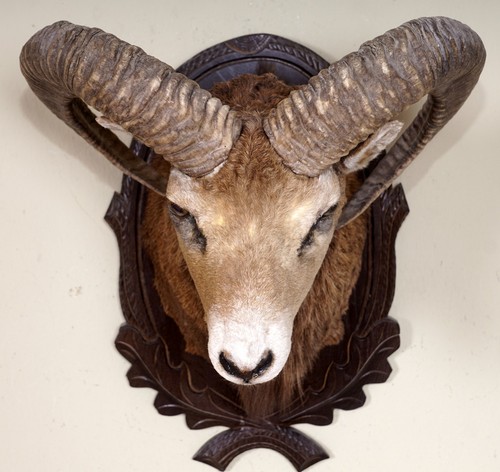 Schöner mufflonkopf mouflon - mufflonkopf,