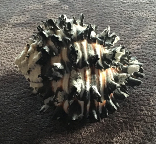 Schwarze stachelschnecke - schwarze,
