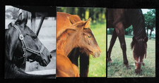 3 Postkarten Anglo Araber,Arabische Pferde,Araber Pferd,Tiere,AK,Ansichtskarte