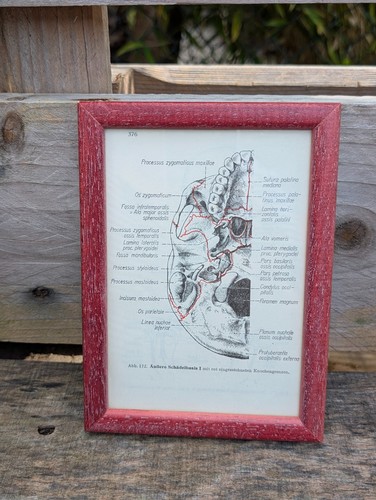 Anatomie bild schädelbasis - anatomie,