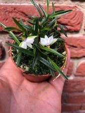 Dendrobium cyanocentrum Blue