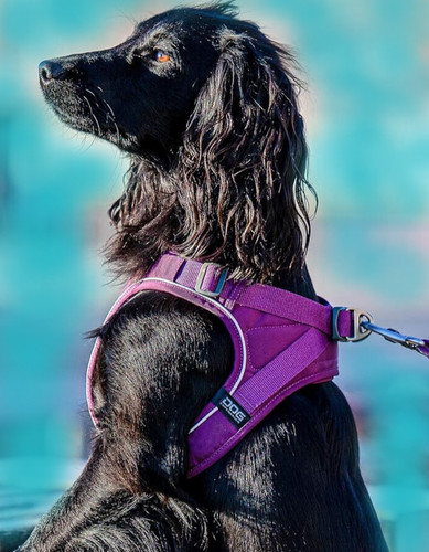 Dog copenhagen comfort - dog,