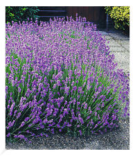 Winterharte Stauden Lavendel-Hecke Blau 9 Pflanzen Lavandula angustifolia