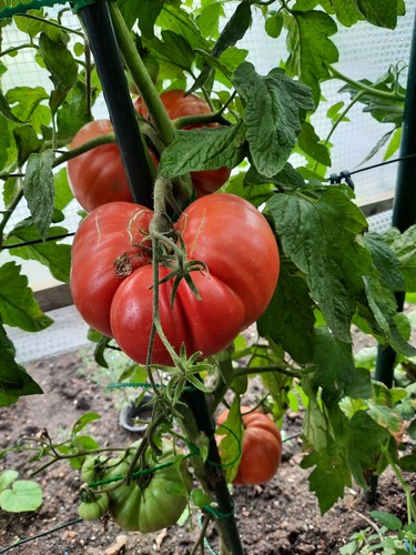 Tomaten samen bären tatze - tomaten,