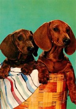 Dackel Dachshund Teckel Hunde dogs Chiens Cani Dackeln Im Korb