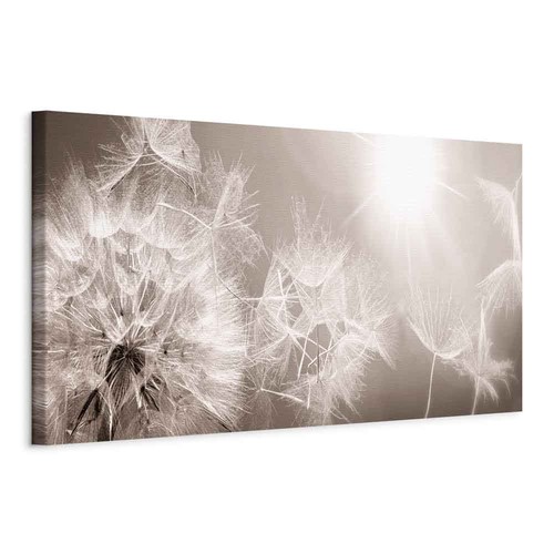 Pusteblume natur wandbilder - natur,