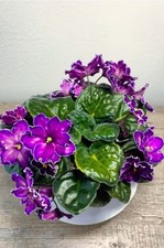 Saintpaulia Usambaraveilchen