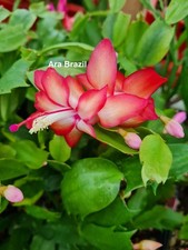 Schlumbergera Hybride " Ara Brazil "
