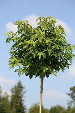 Liquidambar styraciflua