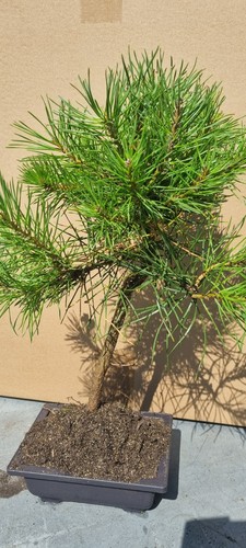 Bonsai kiefer pinus sp - bonsai,, in