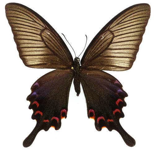 Papilio polyctor xiei female - papilio,