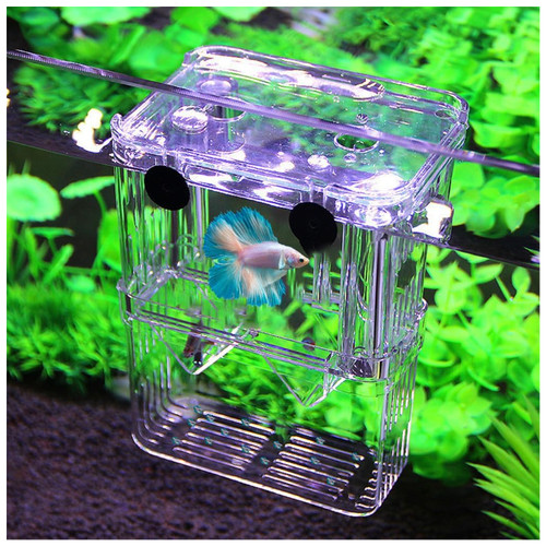 Aquarium zuchtbox - aquarium,