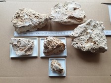 Wundervolle fossile Blätter +