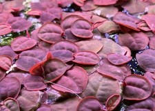 Red Root Floater – Phyllanthus fluitans – Premium Qualität – Rote Schwimmpflanze