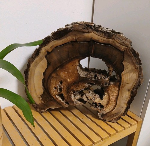 Hohle kernfaule nussbaum deko - kernfaule,