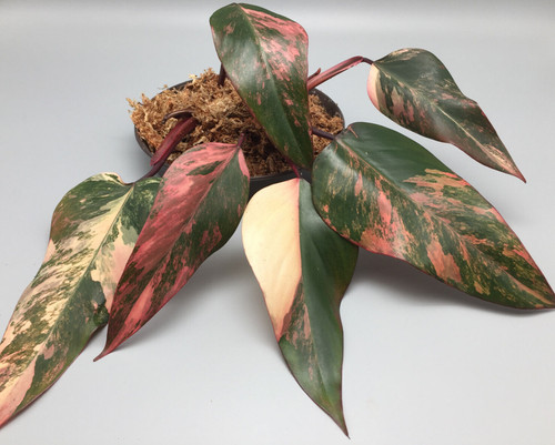Sehr schöne philodendron - schöne,