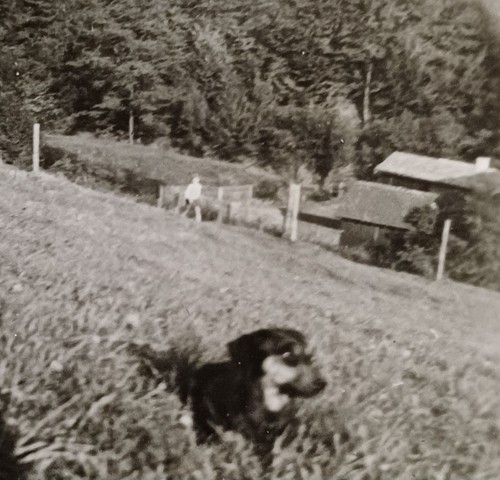 Hund liegt auf wiese - liegt, hügel