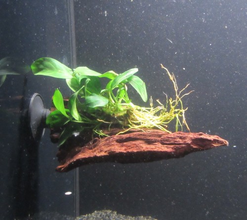 Wurzel saugnapf anubias - m.,