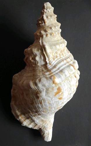 Tritonshorn charonia tritonis - charonia,