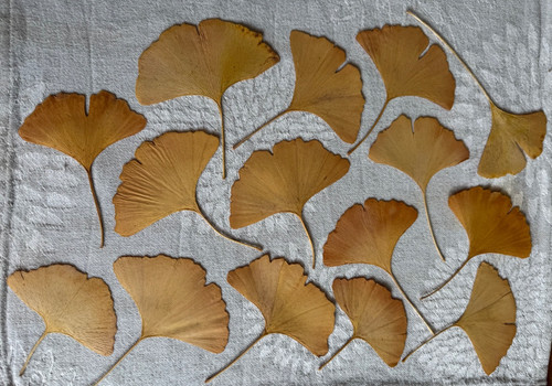 Ginkgo gingko blätter laub - ginkgo,