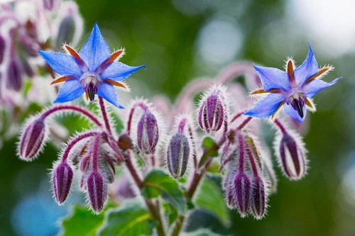 250 samen borretsch borago - borretsch,