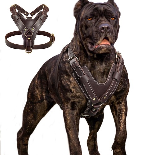 Hundegeschirr ledergeschirr - hundegeschirr,