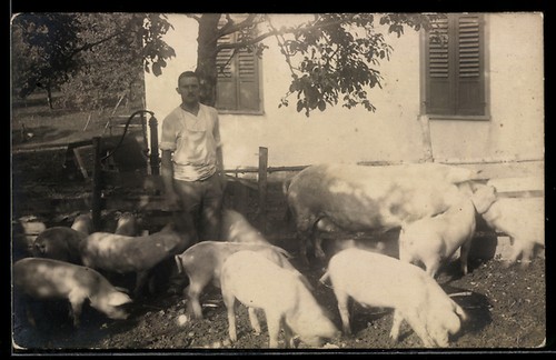 Foto schweine auf dem - foto-ak,