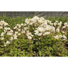Anemone sylvestris - ,