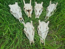 Echte Rothirsch Rotwild Schädel Knochen Basteln Deko 2. Wahl Schnäppchen